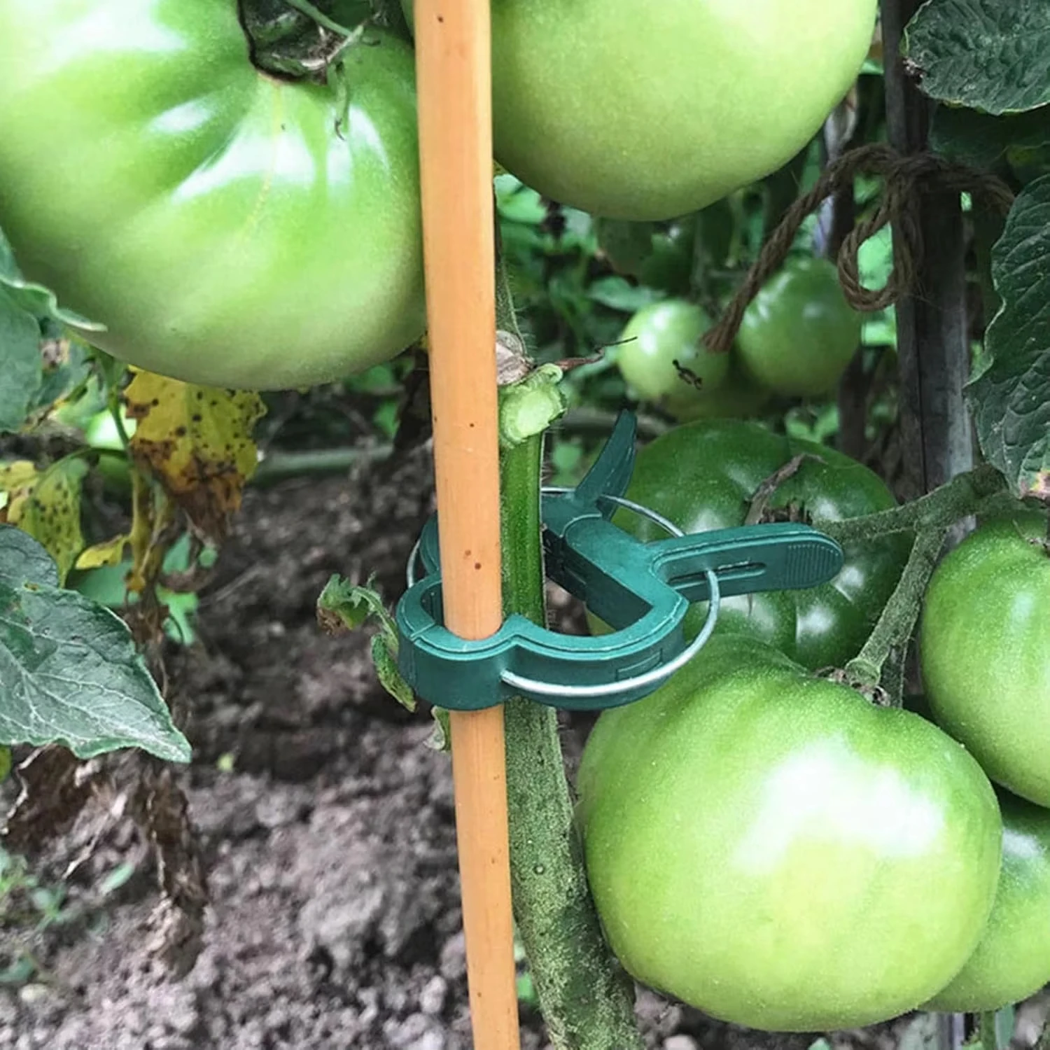 Plant Fixed Clips Reusable Gar - Vine Climbing Plastic avaliação e preço