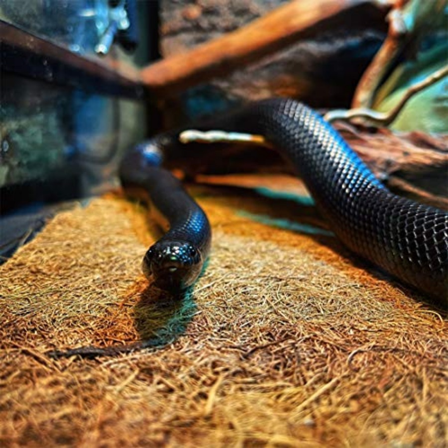 Reptile Carpet Mat 19.7x11.8in - Substrate Coconut Fiber avaliação e preço