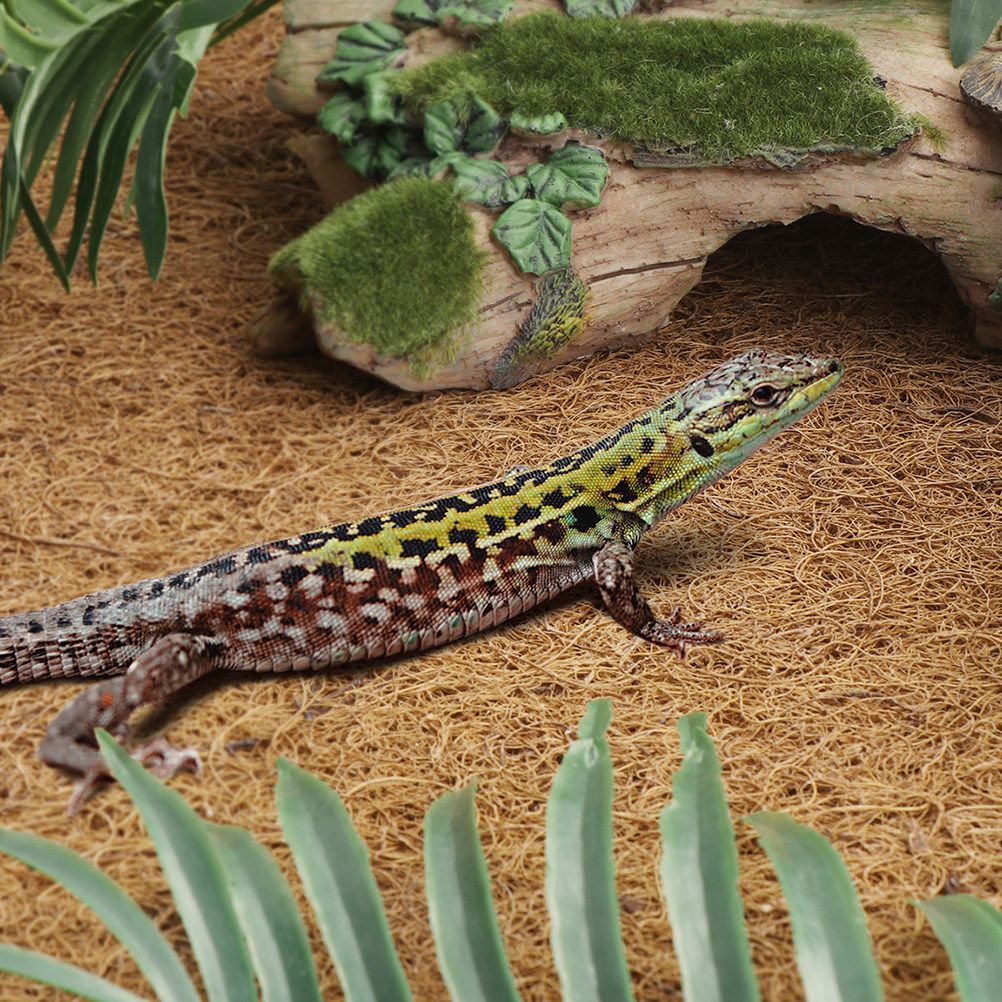 Reptile Terrarium Bedding Subs - Substrate Coconut Fiber avaliação e preço