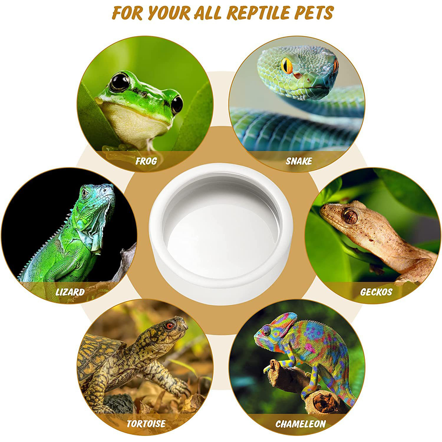 Reptile Food Bowl Feeding and  - Water Dish Reptile avaliação e preço