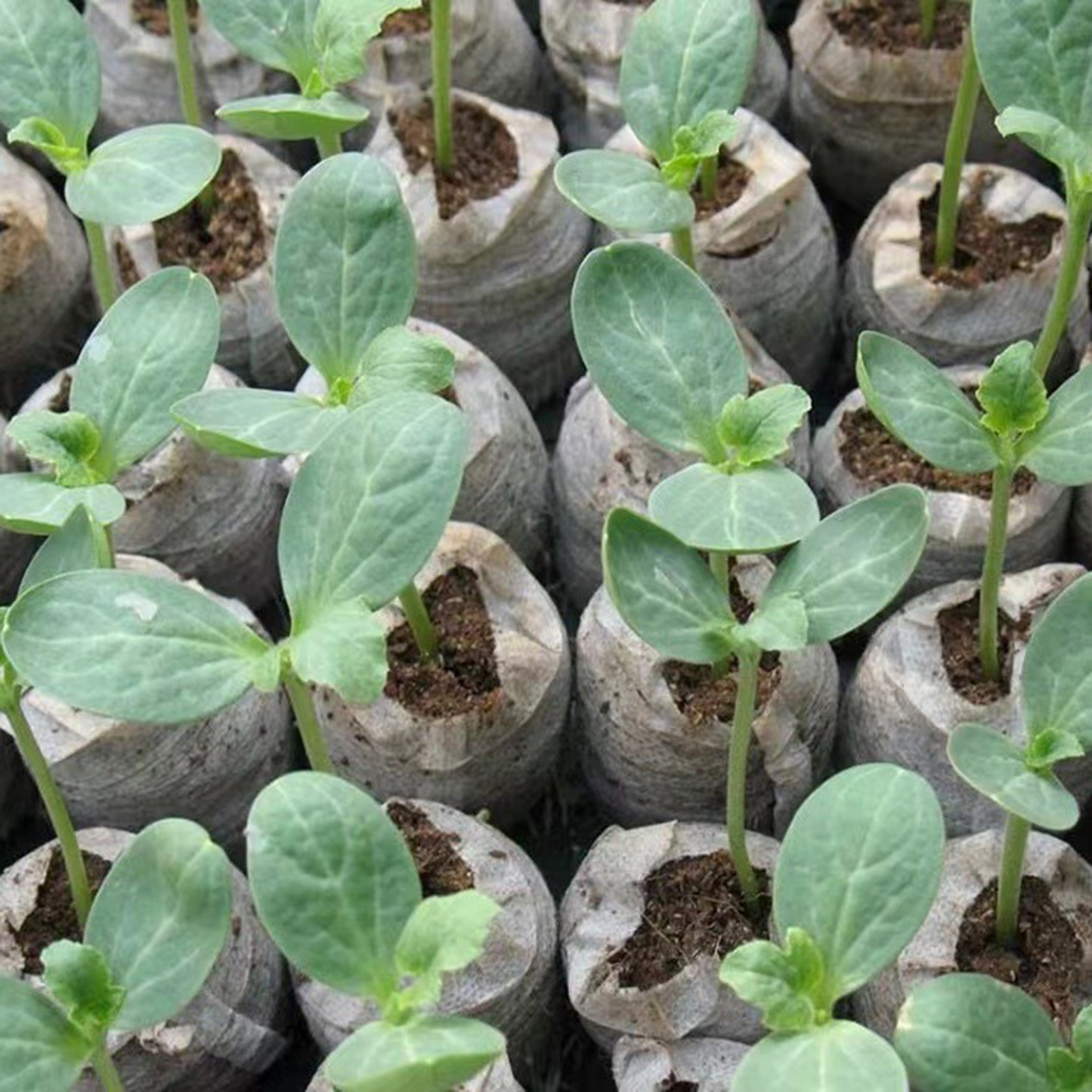 10/20/50pcs Plant Growth Bags  - Substrate Coconut Fiber avaliação e preço